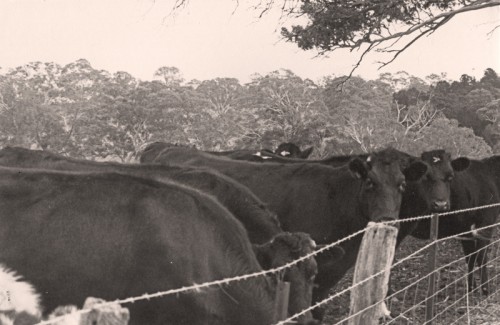 Glenlea Farm